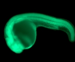 mitochondria GFP